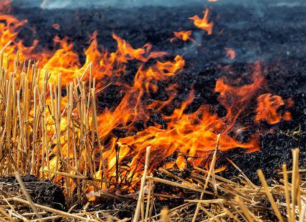 Stubble Burning : 874 FIRs Registered,Rs10.55L Penalty Imposed