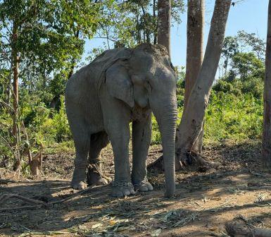 Rescue of Elephants : Vantara’s Compassionate Initiative