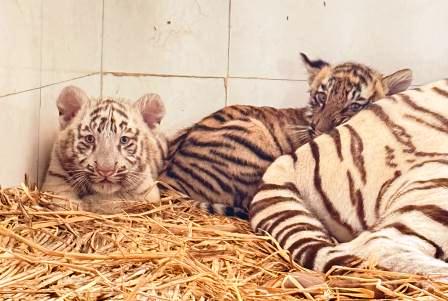 Two little tiger Cubs ‘Abhay’ & ‘Aryan’ become part of Chhatbir Zoo