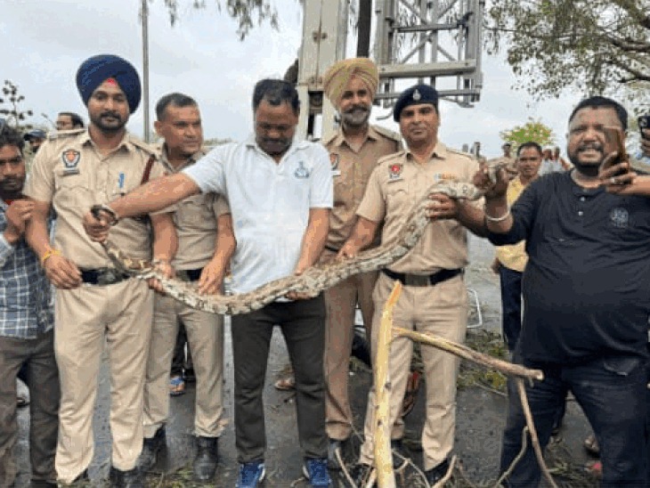  सुखना लेक पर 10 फुट लंबा अजगर दिखा : टहल रहे लोग भागे